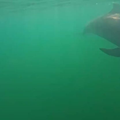 海で潜ってるとイルカ達が近くまで遊びに来てくれました！ティダちゃんとビビちゃんが一緒に泳いでくれているのですが何かおしゃべりしてますね👄