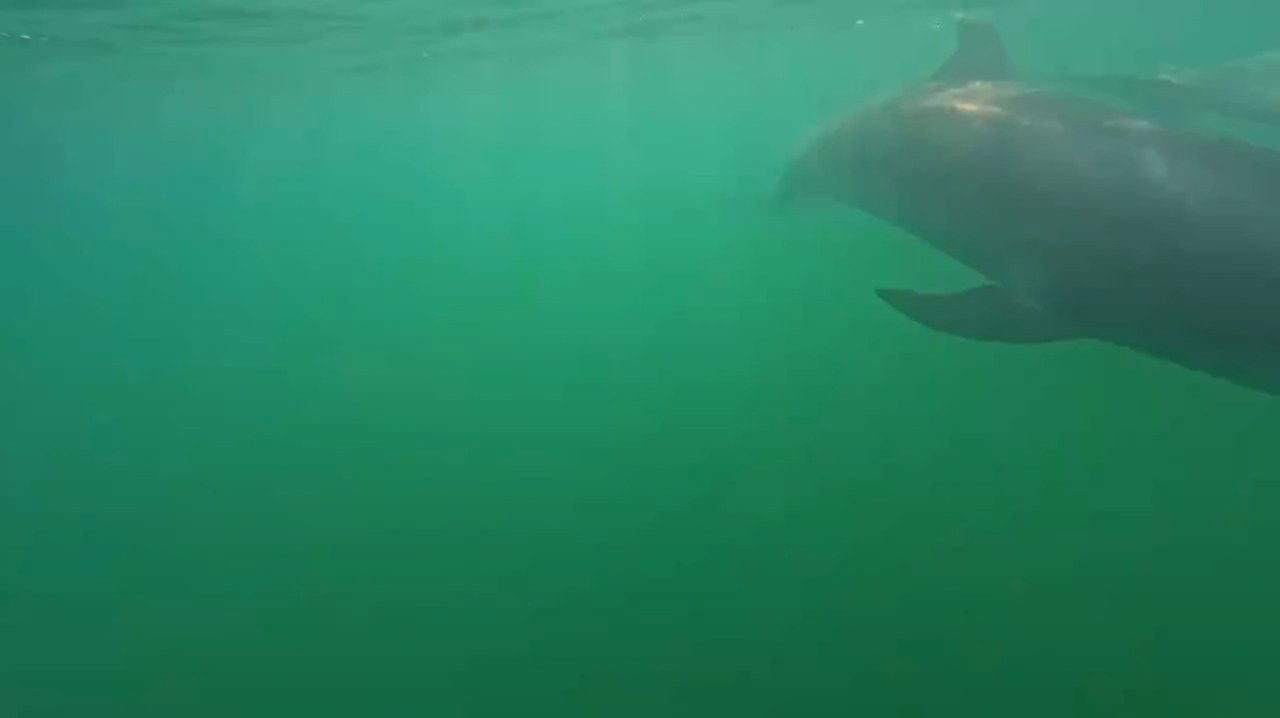 海で潜ってるとイルカ達が近くまで遊びに来てくれました！ティダちゃんとビビちゃんが一緒に泳いでくれているのですが何かおしゃべりしてますね👄