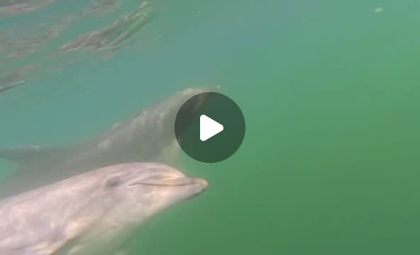 海で潜ってるとイルカ達が近くまで遊びに来てくれました！ティダちゃんとビビちゃんが一緒に泳いでくれているのですが何かおしゃべりしてますね👄