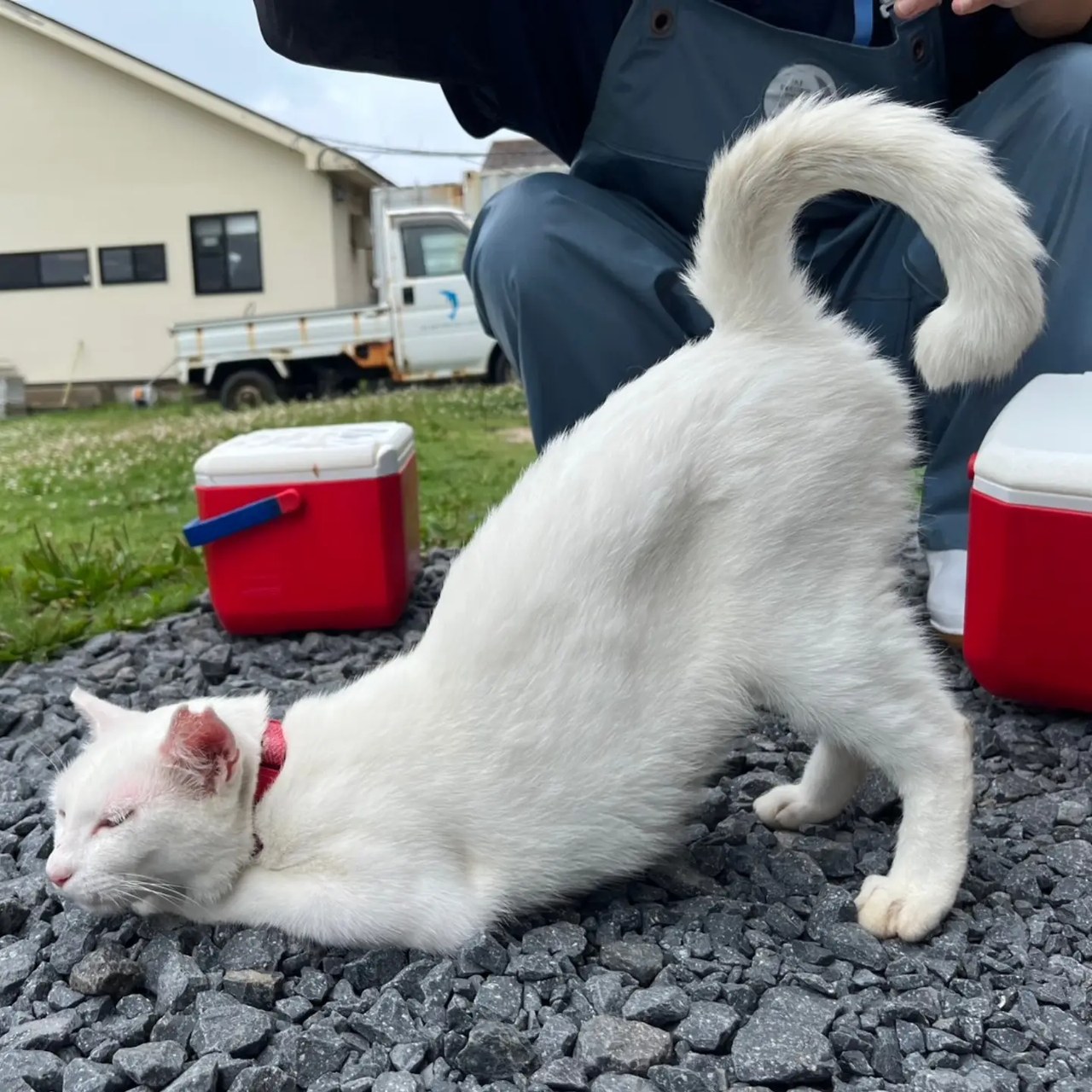 なぜかお尻だけ上がるシロさん🤍