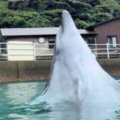 ジャンプをする前のビビ☆スライムみたいですね🫠