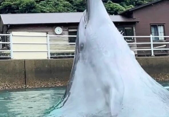 ジャンプをする前のビビ☆スライムみたいですね🫠