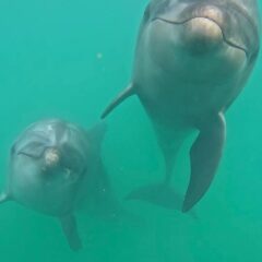 ビビ（左）ティダ（右）の水中写真です❤️🩷傾き加減がシンクロしてます😂