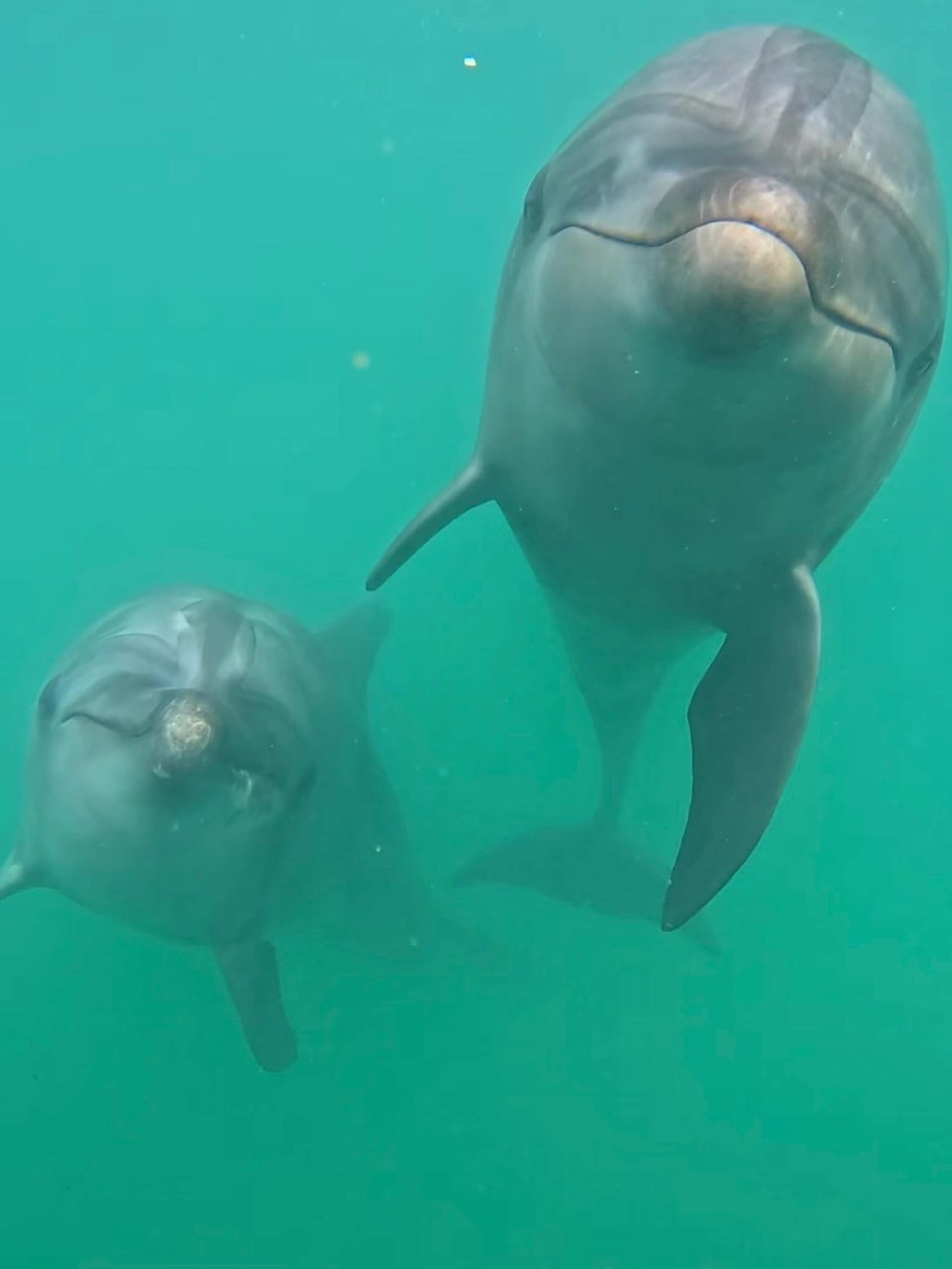 ビビ（左）ティダ（右）の水中写真です❤️🩷傾き加減がシンクロしてます😂