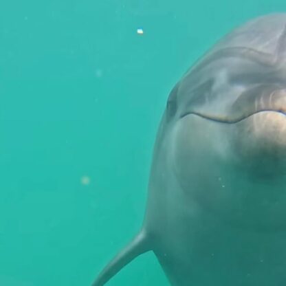 ビビ（左）ティダ（右）の水中写真です❤️🩷傾き加減がシンクロしてます😂