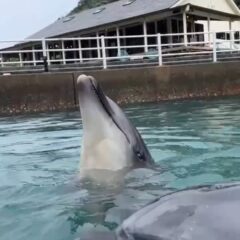 トレーニングを頑張るパルくんとお魚を狙うビビちゃん🐟️