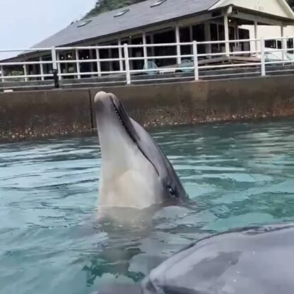 トレーニングを頑張るパルくんとお魚を狙うビビちゃん🐟️