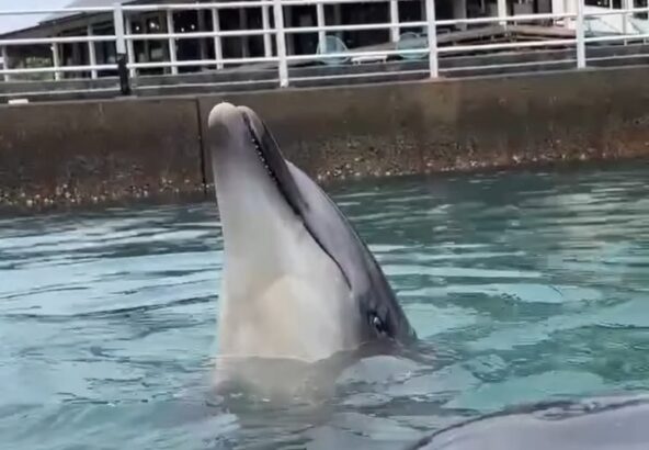 トレーニングを頑張るパルくんとお魚を狙うビビちゃん🐟️