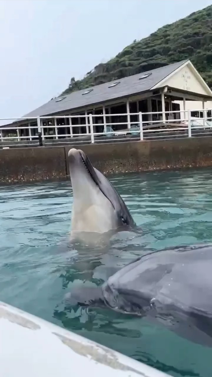 トレーニングを頑張るパルくんとお魚を狙うビビちゃん🐟️