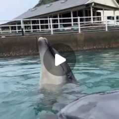 トレーニングを頑張るパルくんとお魚を狙うビビちゃん🐟️