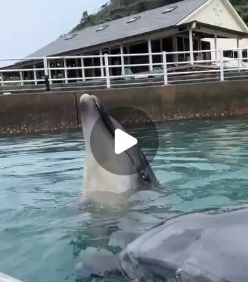 トレーニングを頑張るパルくんとお魚を狙うビビちゃん🐟️
