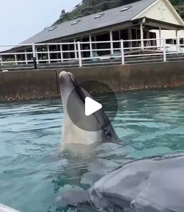 トレーニングを頑張るパルくんとお魚を狙うビビちゃん🐟️