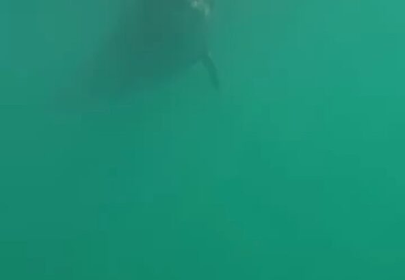 水中でのティダちゃん🥽