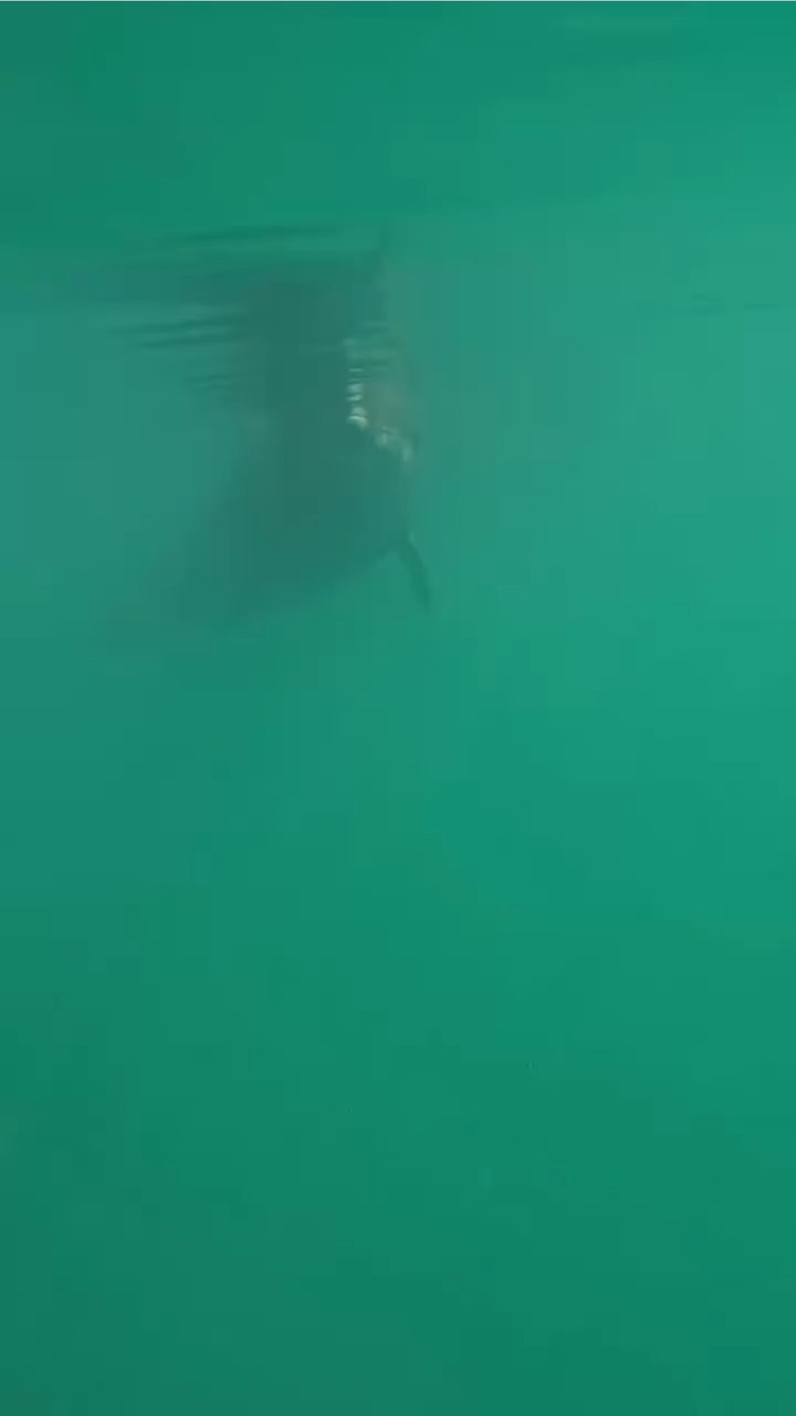 水中でのティダちゃん🥽