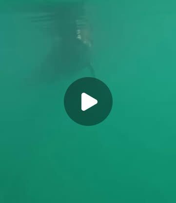 水中でのティダちゃん🥽