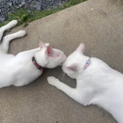 今日のポム(左)とポコ(右)兄弟仲良しです🐱