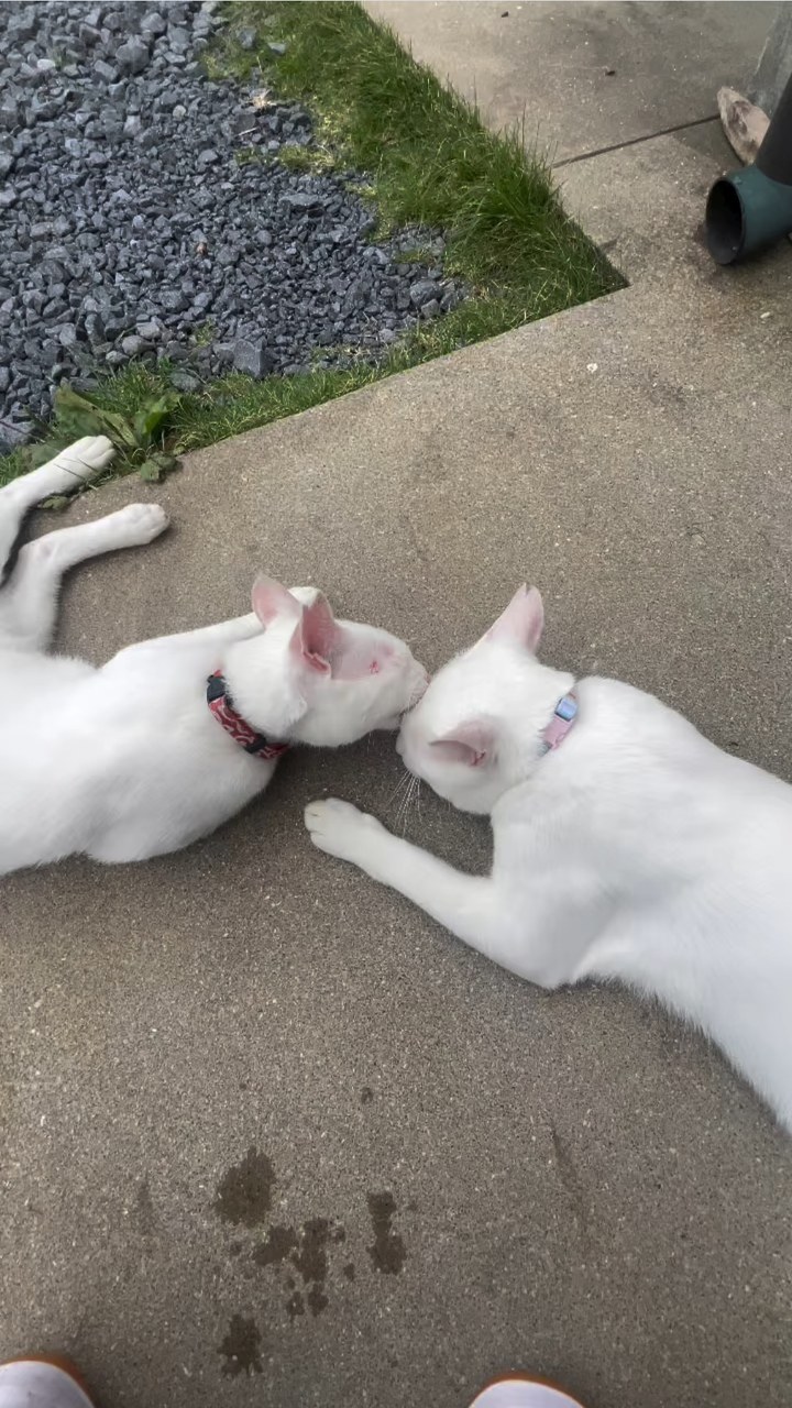 今日のポム(左)とポコ(右)兄弟仲良しです🐱