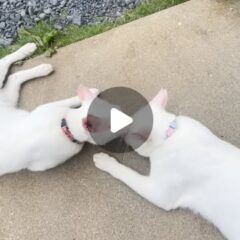 今日のポム(左)とポコ(右)兄弟仲良しです🐱