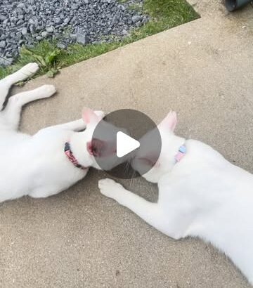 今日のポム(左)とポコ(右)兄弟仲良しです🐱