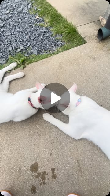 今日のポム(左)とポコ(右)兄弟仲良しです🐱
