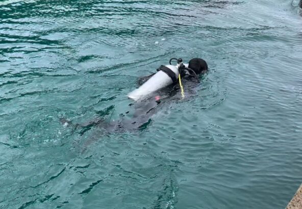 潜水するトレーナーの周りを泳ぐイルカたち🐬様子が気になるみたいです👀