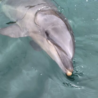 近くに遊びに来てくれたパルくん♢
