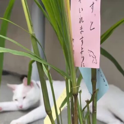 今日は七夕ですね🎋トレーナーの願い事を書いて飾りました✨️