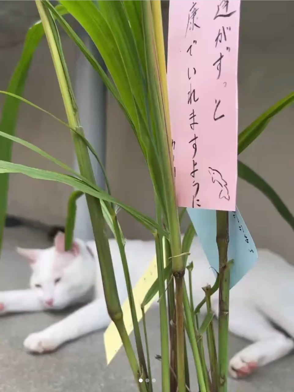 今日は七夕ですね🎋トレーナーの願い事を書いて飾りました✨️
