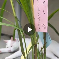 今日は七夕ですね🎋トレーナーの願い事を書いて飾りました✨️