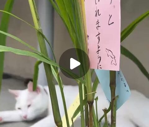 今日は七夕ですね🎋トレーナーの願い事を書いて飾りました✨️