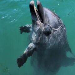 ビビちゃんは何をしているんでしょうか💭