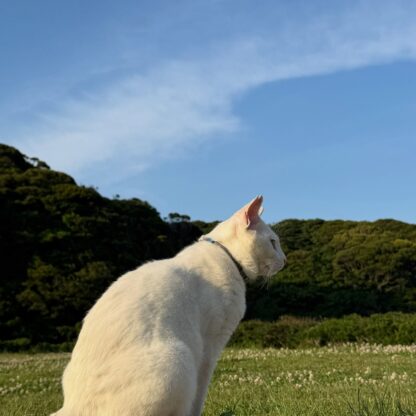 最近の猫たち🐈お天気がいいので、みんなお昼寝してることが多いです☀️ぜひ会いにきてくださいね🫶🏻