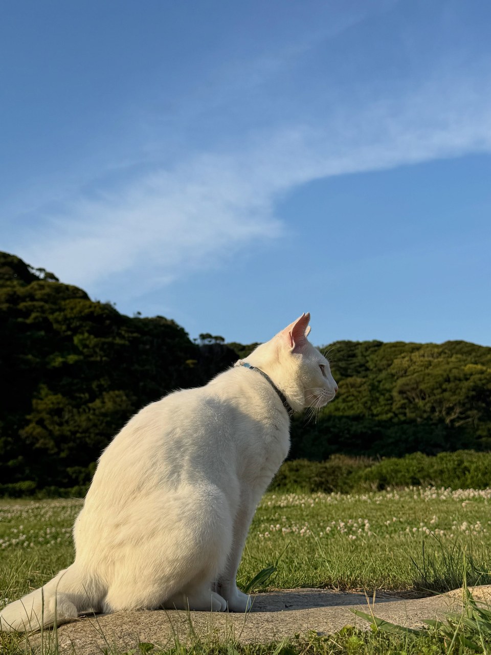 最近の猫たち🐈お天気がいいので、みんなお昼寝してることが多いです☀️ぜひ会いにきてくださいね🫶🏻