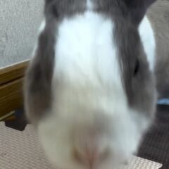 最近のゆきみ🐰ゆきみのお家をお掃除していると、カメラに興味津々な様子でした📷✨