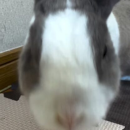 最近のゆきみ🐰ゆきみのお家をお掃除していると、カメラに興味津々な様子でした📷✨