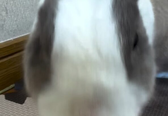 最近のゆきみ🐰ゆきみのお家をお掃除していると、カメラに興味津々な様子でした📷✨