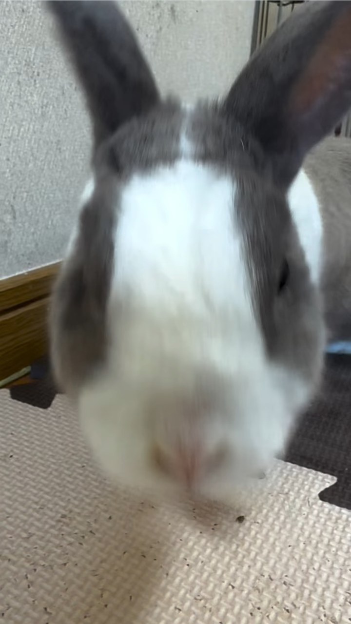 最近のゆきみ🐰ゆきみのお家をお掃除していると、カメラに興味津々な様子でした📷✨