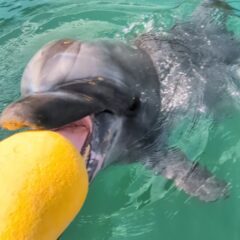 おもちゃで遊ぶビビちゃん❤