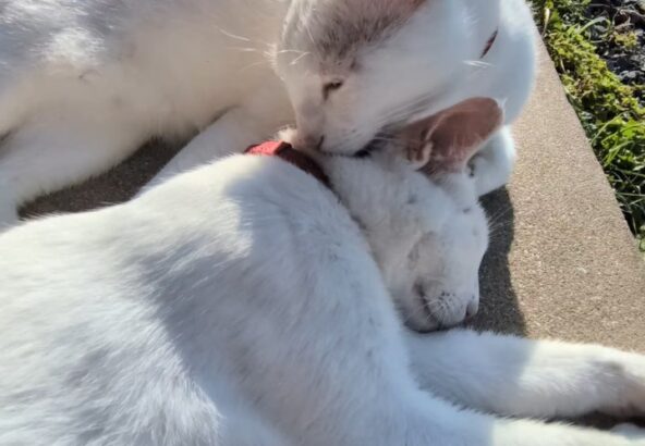 寝てるシロを舐めるポムと爪とぎをしているポコ🐾最近首輪が変わりポコはカラフルな首輪になりました✨️