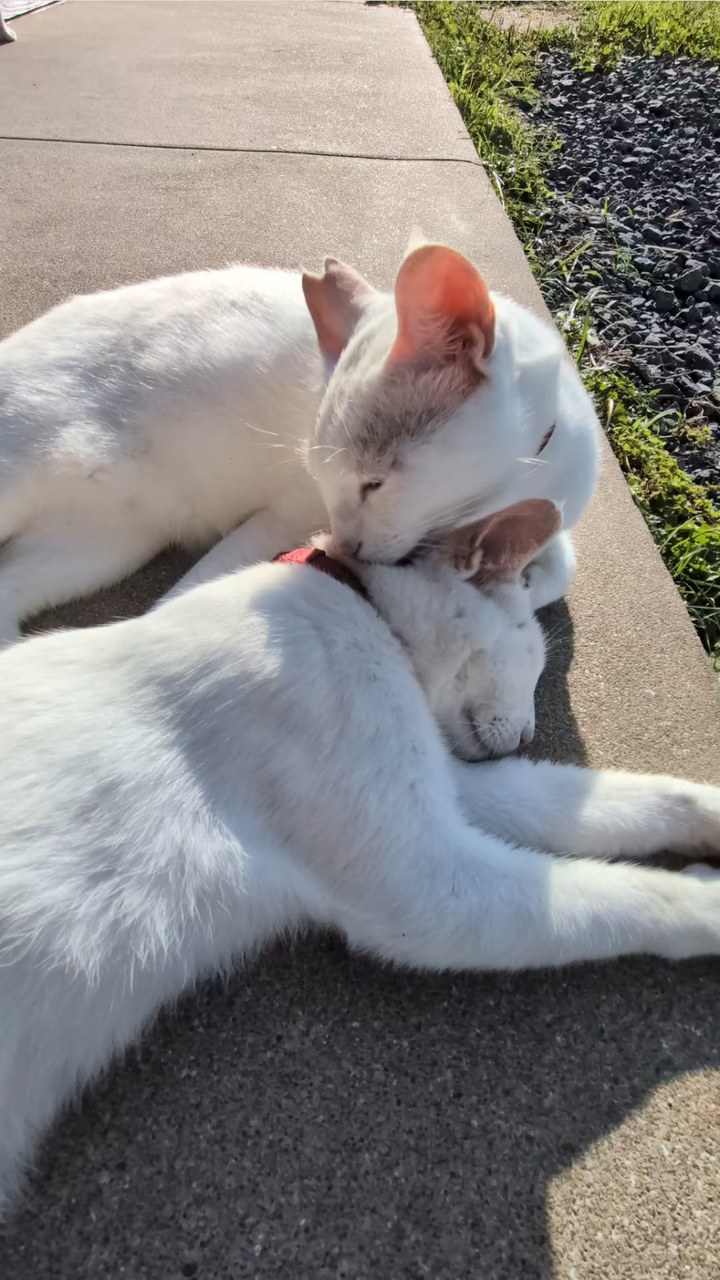 寝てるシロを舐めるポムと爪とぎをしているポコ🐾最近首輪が変わりポコはカラフルな首輪になりました✨️
