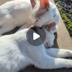 寝てるシロを舐めるポムと爪とぎをしているポコ🐾最近首輪が変わりポコはカラフルな首輪になりました✨️
