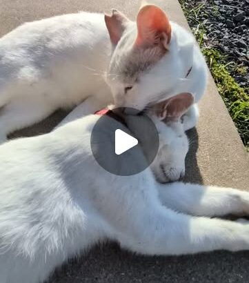 寝てるシロを舐めるポムと爪とぎをしているポコ🐾最近首輪が変わりポコはカラフルな首輪になりました✨️