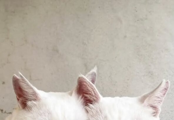 ぴったり仲良しの（左）ポムと（右）シロ🐾