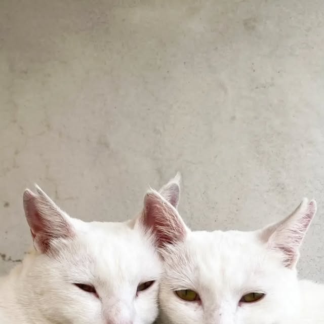 ぴったり仲良しの（左）ポムと（右）シロ🐾