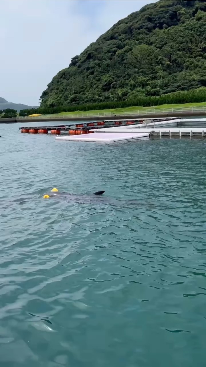 おもちゃで遊ぶパルくん💙