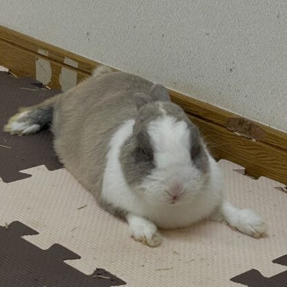 今日のゆきみ🐰暑さのせいなのか、ちょっとお疲れ気味🤏みなさんも暑い日は無理せずに〜☀️(ゆきみは普段クーラーの付いている室内で過ごしてます)