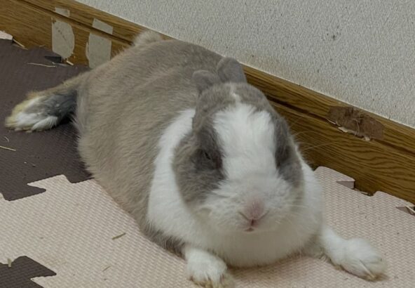 今日のゆきみ🐰暑さのせいなのか、ちょっとお疲れ気味🤏みなさんも暑い日は無理せずに〜☀️(ゆきみは普段クーラーの付いている室内で過ごしてます)