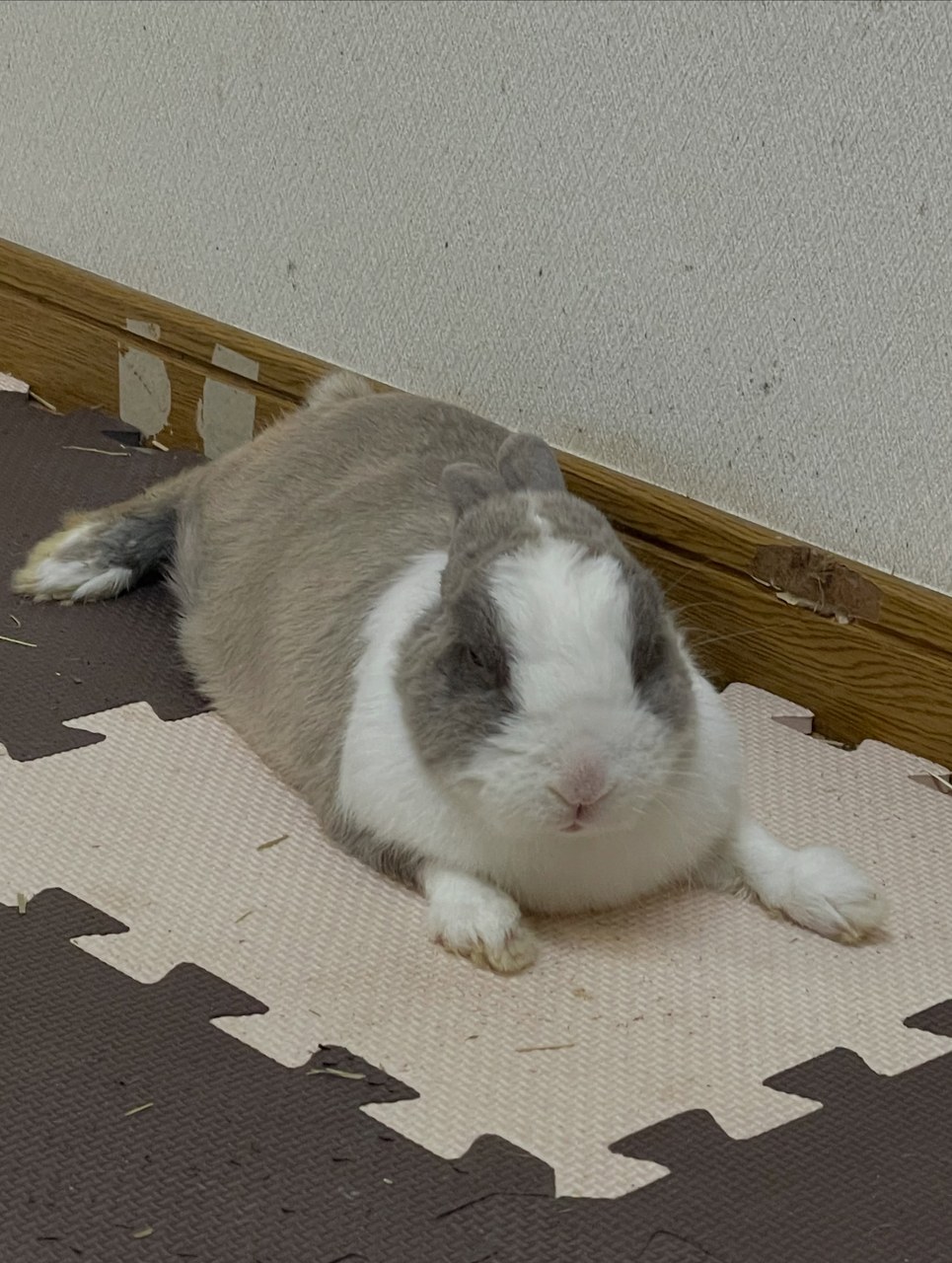 今日のゆきみ🐰暑さのせいなのか、ちょっとお疲れ気味🤏みなさんも暑い日は無理せずに〜☀️(ゆきみは普段クーラーの付いている室内で過ごしてます)