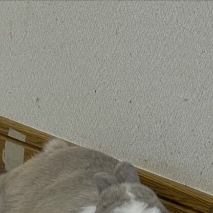 今日のゆきみ🐰暑さのせいなのか、ちょっとお疲れ気味🤏みなさんも暑い日は無理せずに〜☀️(ゆきみは普段クーラーの付いている室内で過ごしてます)