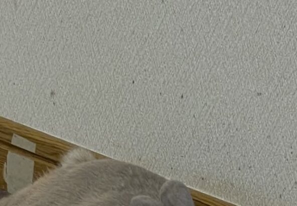 今日のゆきみ🐰暑さのせいなのか、ちょっとお疲れ気味🤏みなさんも暑い日は無理せずに〜☀️(ゆきみは普段クーラーの付いている室内で過ごしてます)